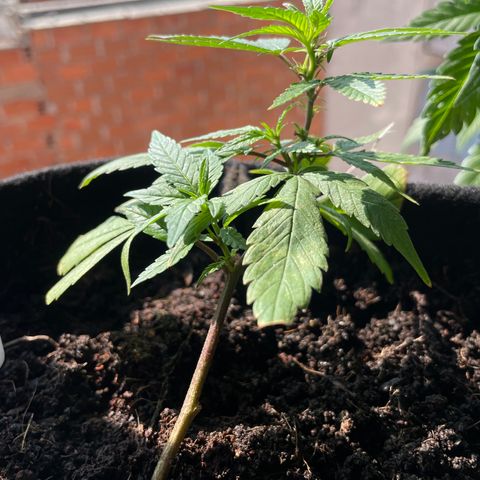 Purple Punch  growlog timeline photo