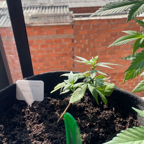 Purple Punch  growlog timeline photo