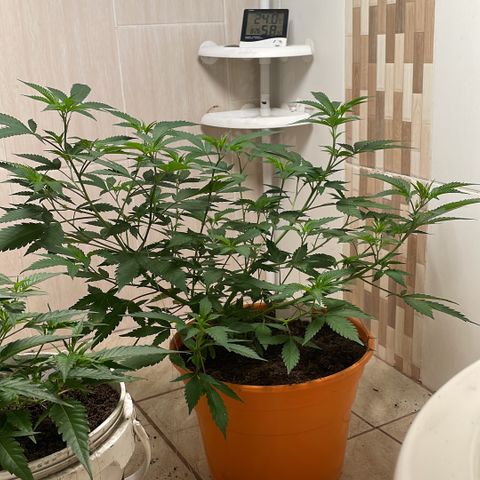 Tropicana Cookies Purple growlog timeline photo