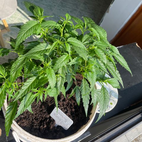 Shining candy  growlog timeline photo
