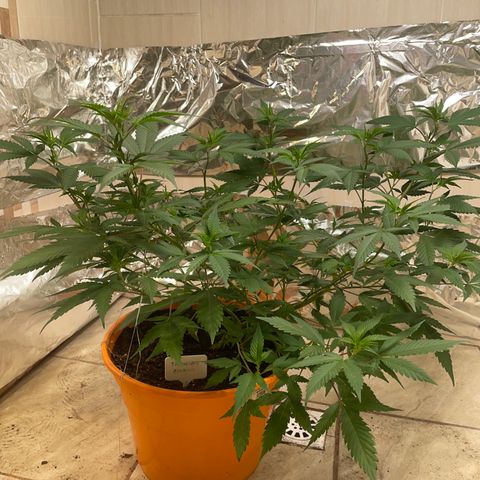 Tropicana Cookies Purple growlog timeline photo