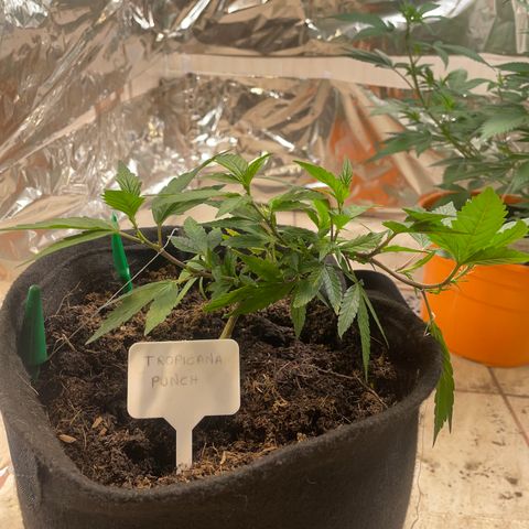 Purple Punch  growlog timeline photo
