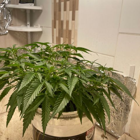 Shining candy  growlog timeline photo