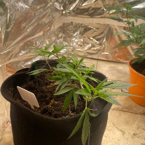 Purple Punch  growlog timeline photo