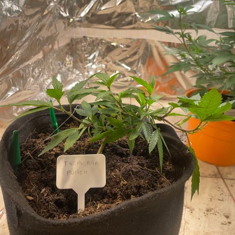 Purple Punch  growlog timeline photo