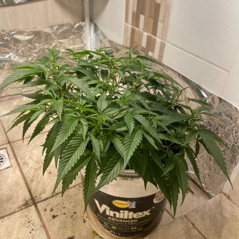 Shining candy  growlog timeline photo