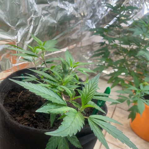 Purple Punch  growlog timeline photo