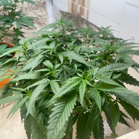 Shining candy  growlog timeline photo