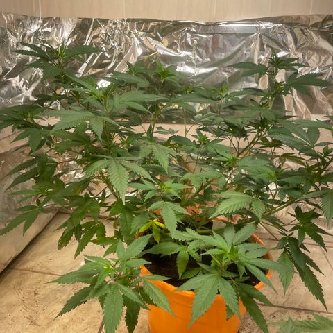 Tropicana Cookies Purple growlog timeline photo