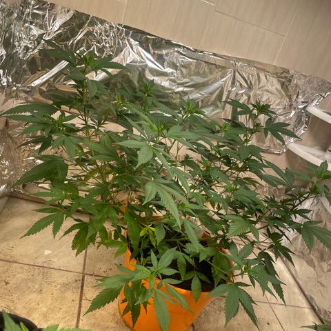 Tropicana Cookies Purple growlog timeline photo