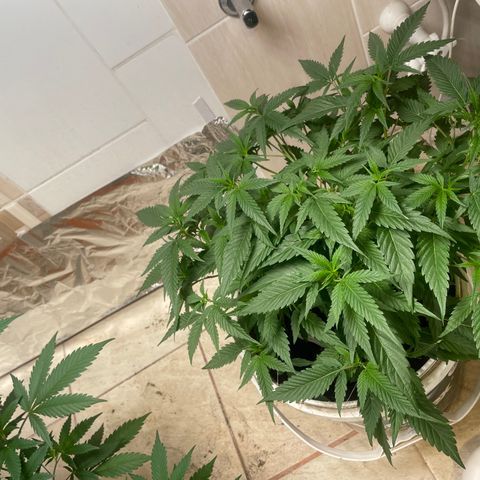 Shining candy  growlog timeline photo