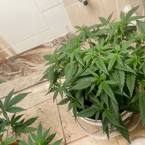 Shining candy  growlog timeline photo
