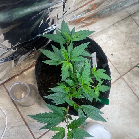 Purple Punch  growlog timeline photo
