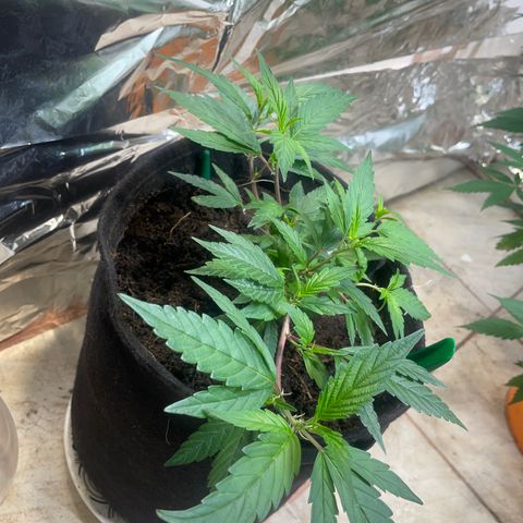 Purple Punch  growlog timeline photo