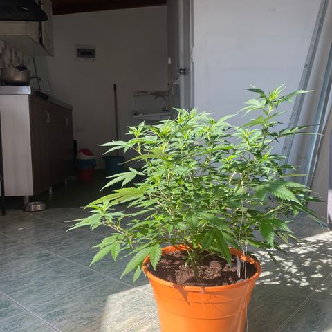 Tropicana Cookies Purple growlog timeline photo