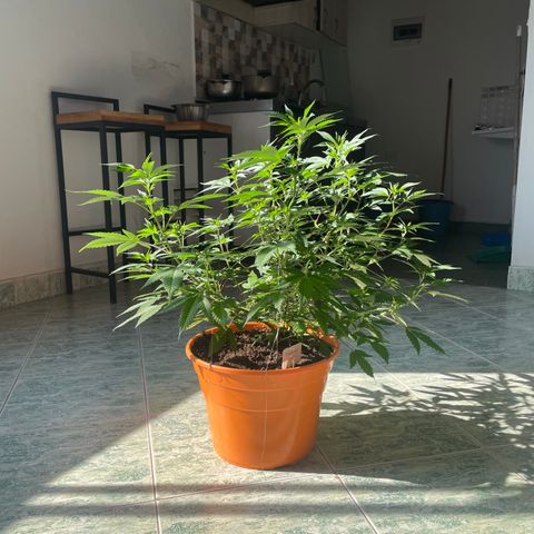 Tropicana Cookies Purple growlog timeline photo
