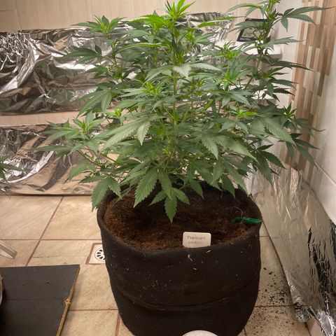 Tropicana Cookies Purple growlog timeline photo