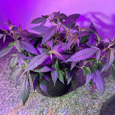 Purple Punch  growlog timeline photo