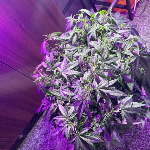 Shining candy  growlog timeline photo