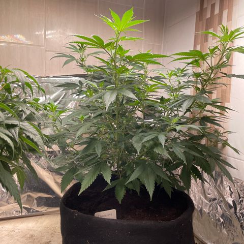 Tropicana Cookies Purple growlog timeline photo