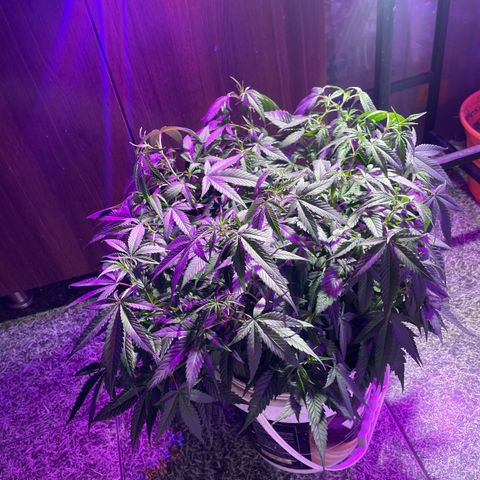 Shining candy  growlog timeline photo