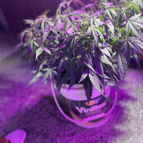 Shining candy  growlog timeline photo