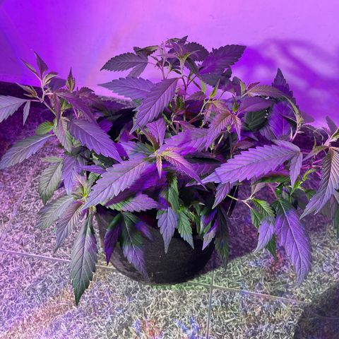 Purple Punch  growlog timeline photo