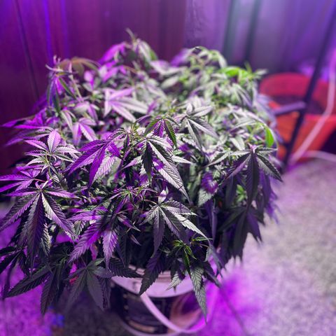 Shining candy  growlog timeline photo
