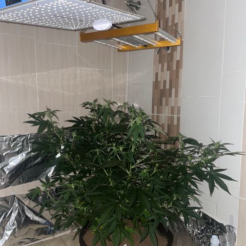 Tropicana Cookies Purple growlog timeline photo