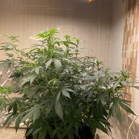 Tropicana Cookies Purple growlog timeline photo