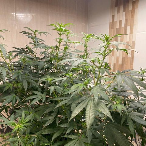 Tropicana Cookies Purple growlog timeline photo