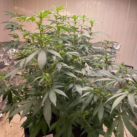 Tropicana Cookies Purple growlog timeline photo