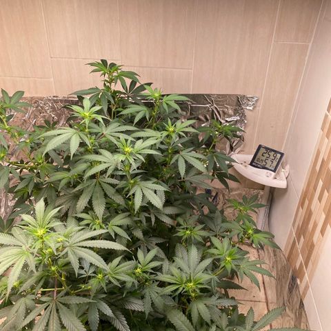 Tropicana Cookies Purple growlog timeline photo