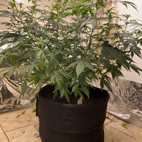 Tropicana Cookies Purple growlog timeline photo