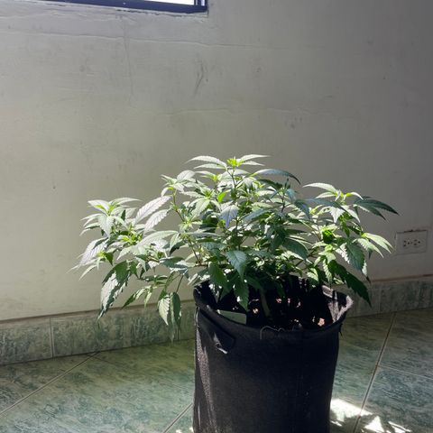 Purple Punch  growlog timeline photo