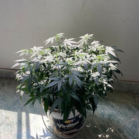 Shining candy  growlog timeline photo