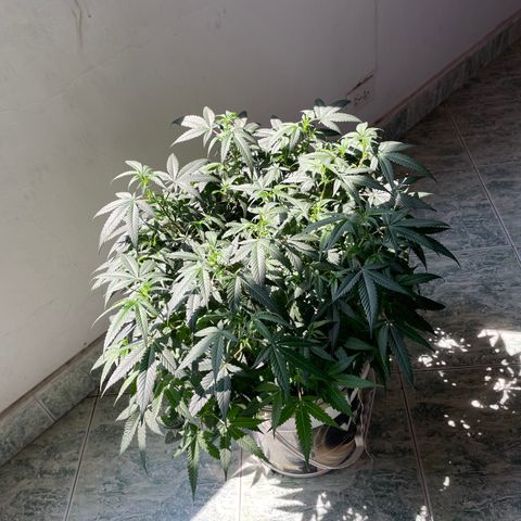 Shining candy  growlog timeline photo