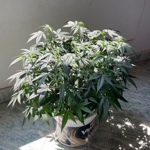 Shining candy  growlog timeline photo