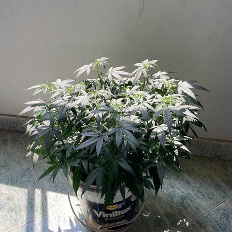 Shining candy  growlog timeline photo