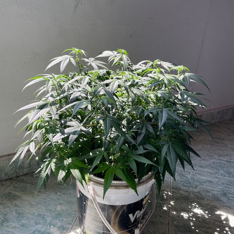 Shining candy  growlog timeline photo
