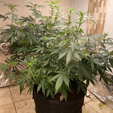 Tropicana Cookies Purple growlog timeline photo