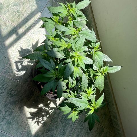 Purple Punch  growlog timeline photo