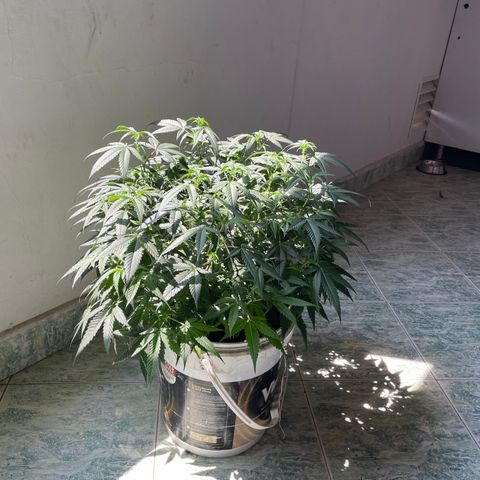 Shining candy  growlog timeline photo