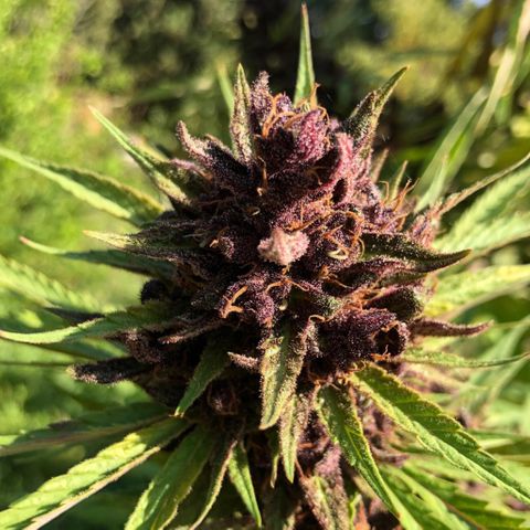 Tropicana Cookies Purple growlog timeline photo