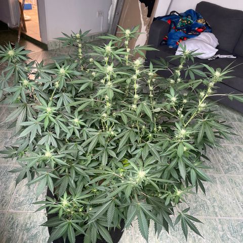 Tropicana Cookies Purple growlog timeline photo