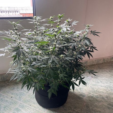 Tropicana Cookies Purple growlog timeline photo