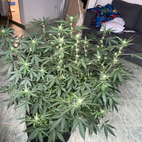 Tropicana Cookies Purple growlog timeline photo