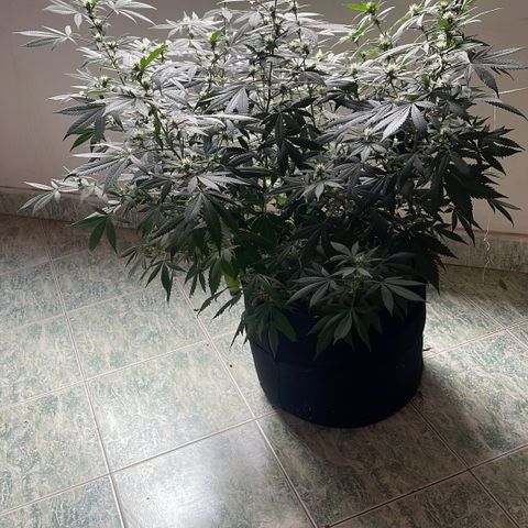 Tropicana Cookies Purple growlog timeline photo