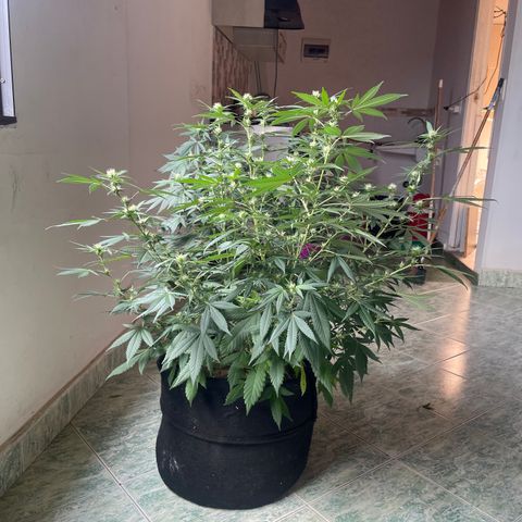Tropicana Cookies Purple growlog timeline photo