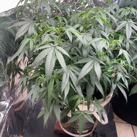 Shining candy  growlog timeline photo